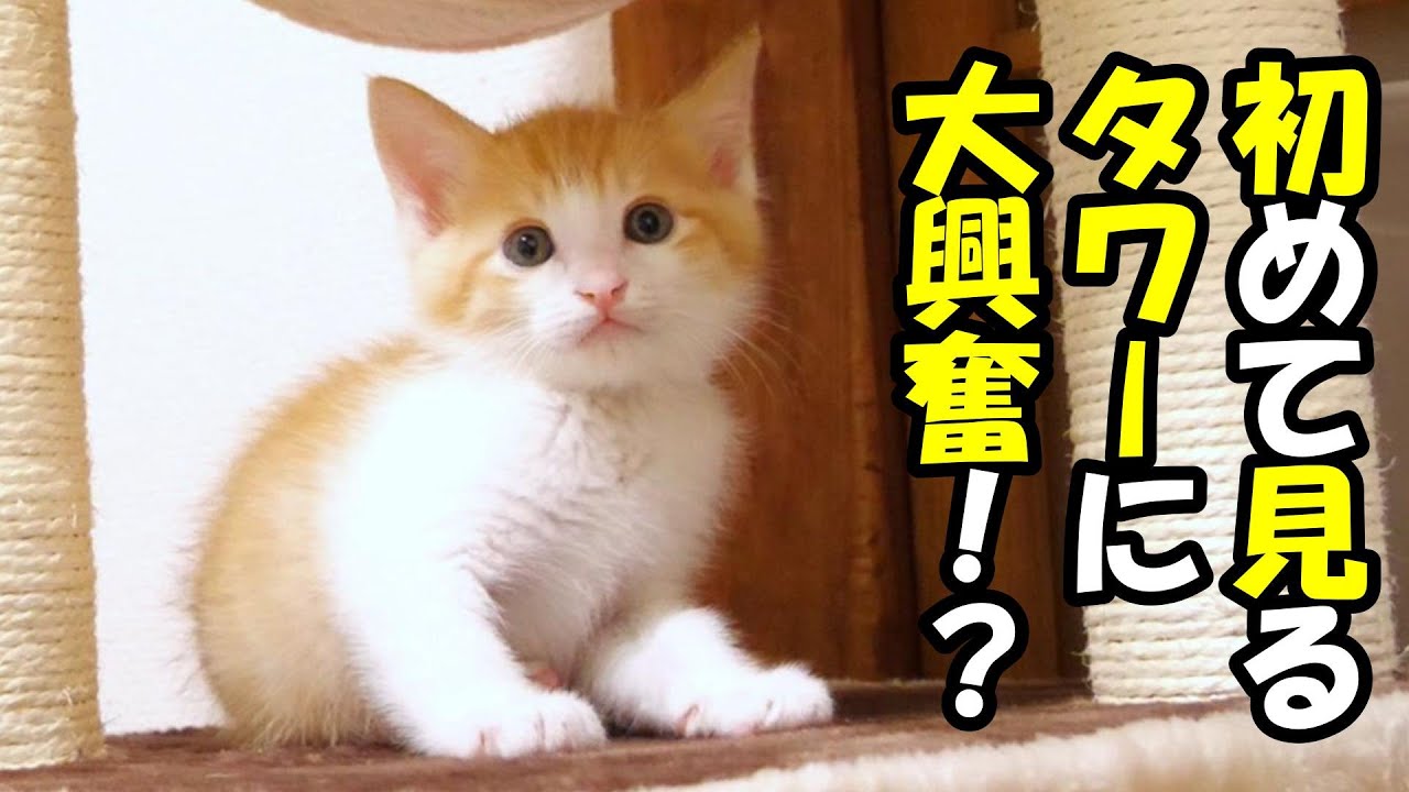 ふたりボッチの子猫にプレゼント　初めて見るタワーに満足げな表情になる【赤ちゃん猫　保護猫】