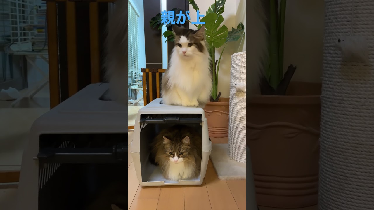 #cat #cats #ノルウェージャンフォレストキャット #shortsvideo #猫 #猫動画 #大型猫 #かわいい猫 #猫との暮らし #shorts