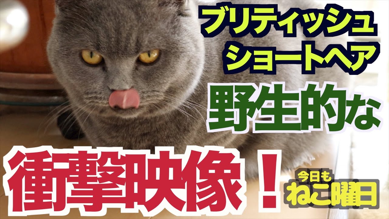ブリティッシュショートヘア！野生的な衝撃映像！