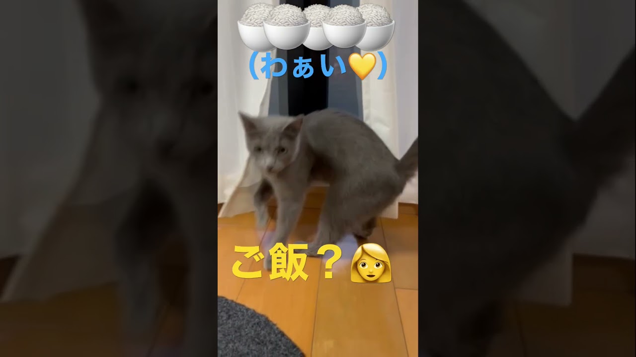ママのご飯コールに大喜びな猫（ロシアンブルー）#shorts