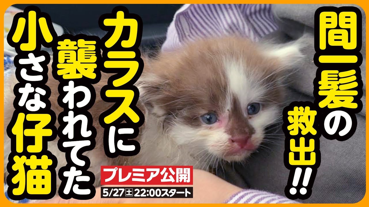 【子猫 保護】間一髪！カラスに襲われていた子猫を 緊急保護しました