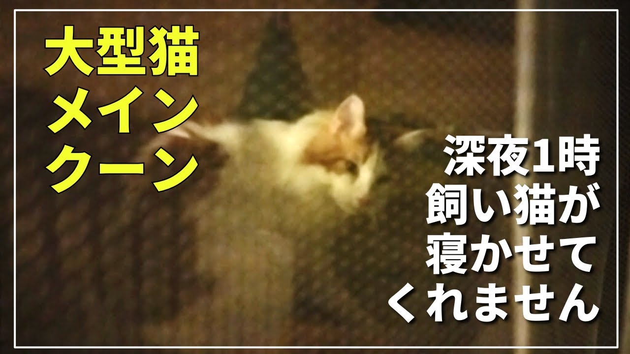 連日連夜...猫が寝かせてくれなくて困ってます。【メインクーン】