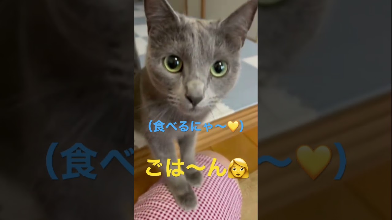 ママのご飯コールに超大喜びな猫（ロシアンブルー）#shorts