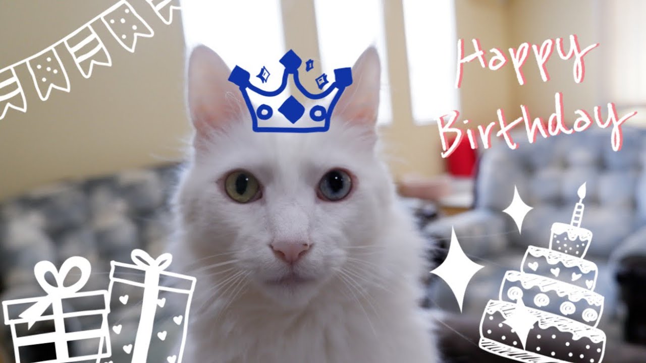 【ハピバ✨】ターキッシュアンゴラ、ムー11さいの誕生日🎂💖