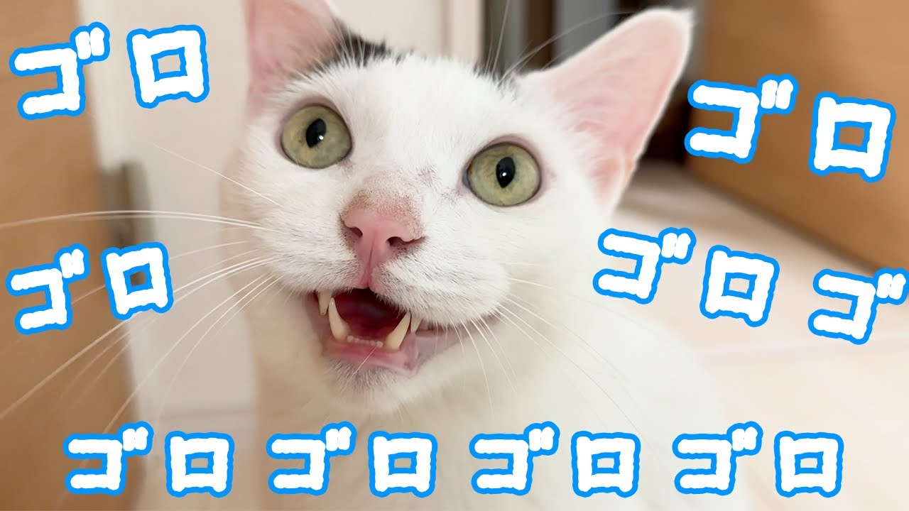 最大のエンジン音を出すチロさん！！