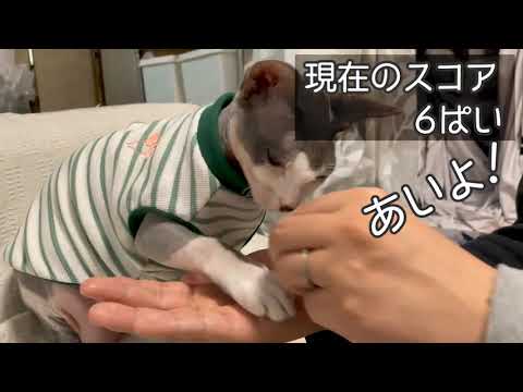 【第119話】わんこそばをする無毛猫スフィンクス【わんこそばチャレンジのくぅちゃん】#Shorts