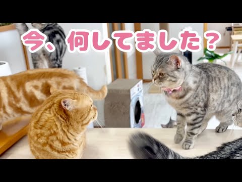 あいちゃんのお尻の匂いを嗅いでるところをポッポママに目撃された茶々パパ