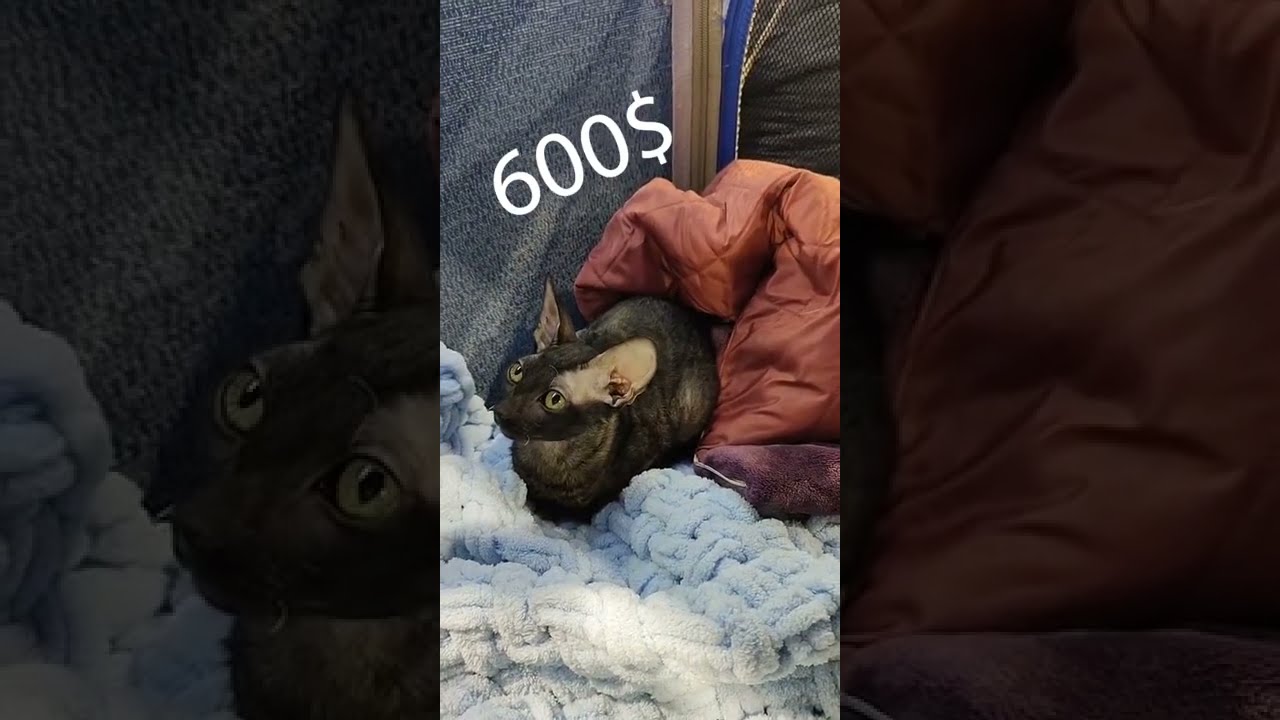 Цена корниш-рекса 4 мес