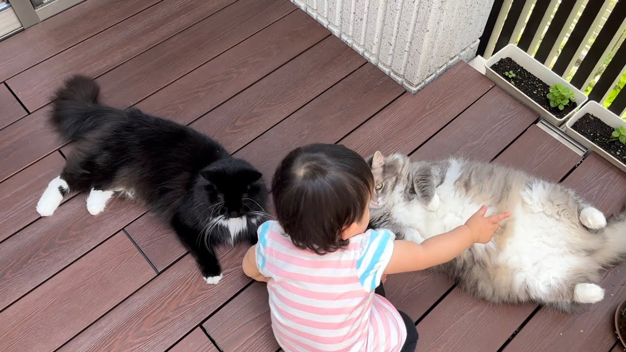 魅力的なお腹で家族を誘う猫　ノルウェージャンフォレストキャット　A cat that invites children with its charming belly