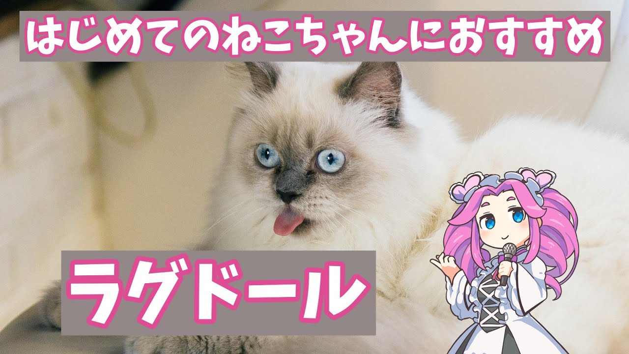 【解説】はじめてのねこちゃんにラグドール