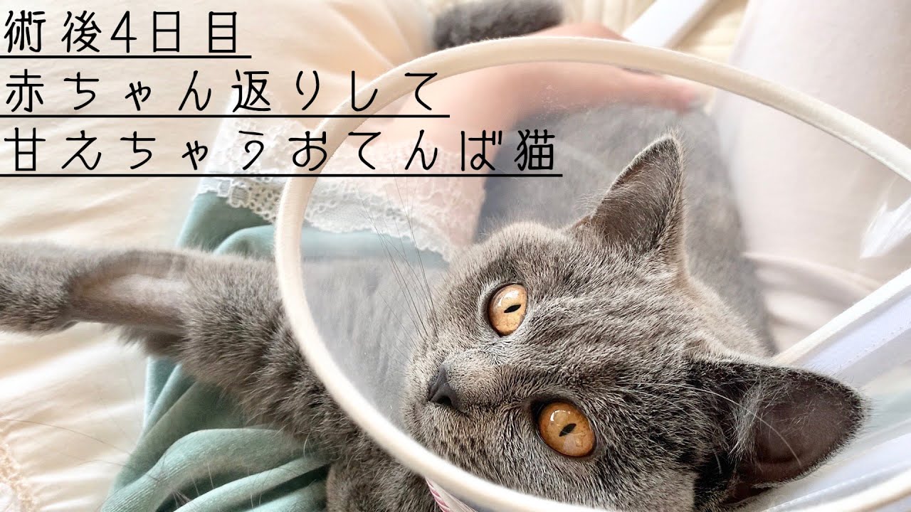 【シャルトリュー】お腹がぷるぷるの甘えん坊猫【避妊手術】