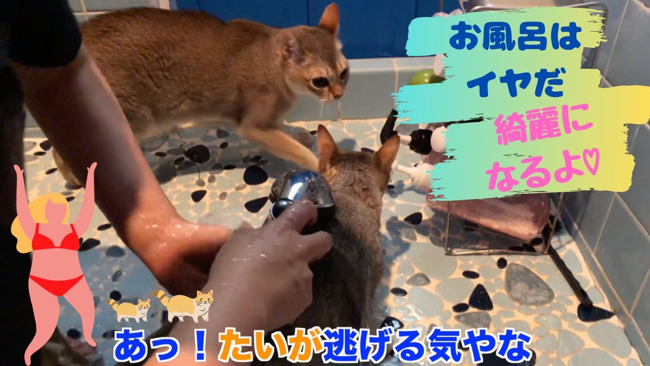 【シンガプーラのお風呂タイム】覗いて良いよ♡