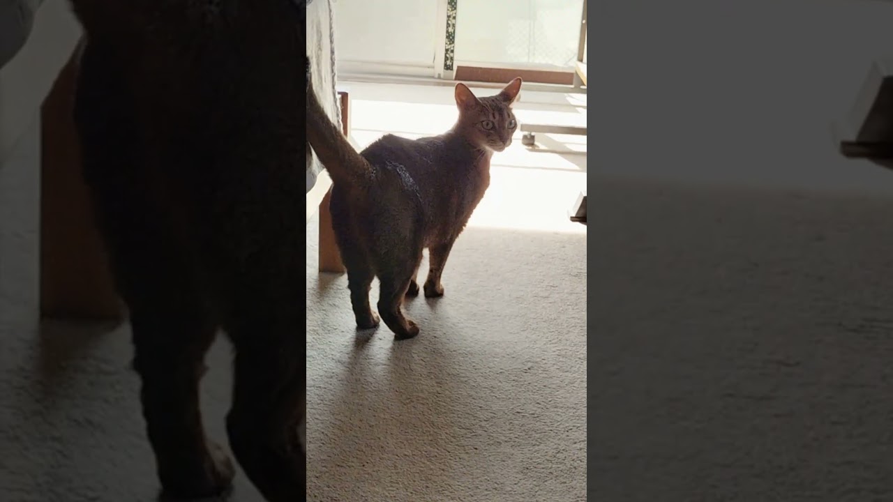 ネコ動画あび＃1522　#shorts　あびの毎日　アビシニアン　あび
