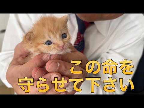 【205】母の日に息を吹き返す奇跡！超未熟児で生まれた保護子猫との８日間☆シロさんが繋いだ命の輝きを忘れない！