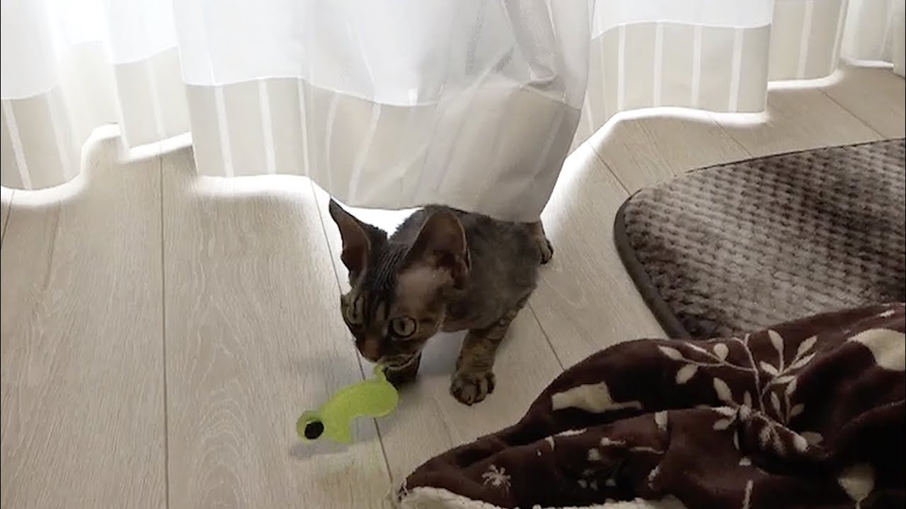 カーテンに隠れて獲物を狙うデボンレックス子猫です(Devon Rex kitten aiming at his prey behind the curtain)