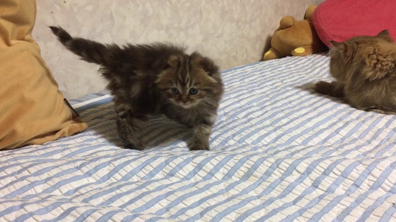 スコティッシュフォールド、ijuちゃん