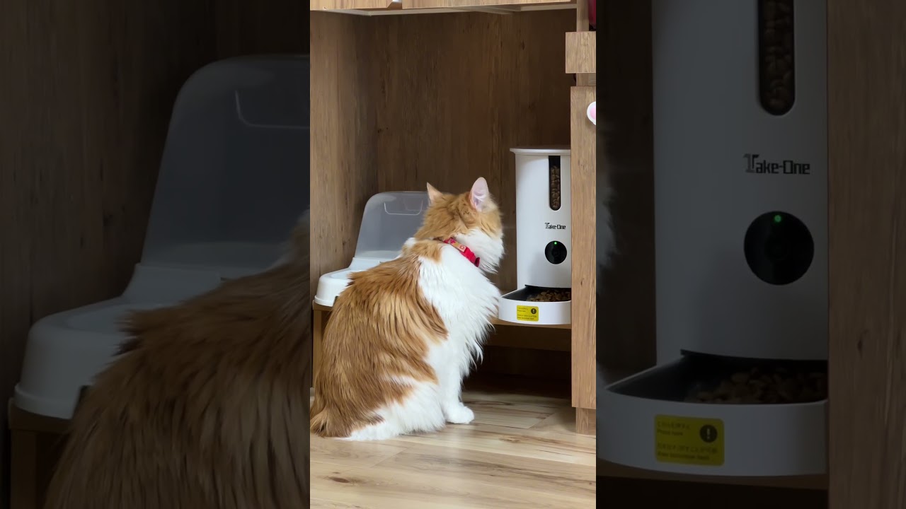 ご飯が気に入らなかった時の猫#shorts 【マリー（メインクーン）】