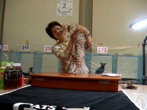 オシキャット　Hanna in TICA cat show (2008)
