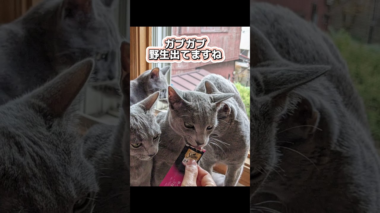 野生に戻った猫❓🐈‍⬛💗   #ロシアンブルー #russianblue  #子猫