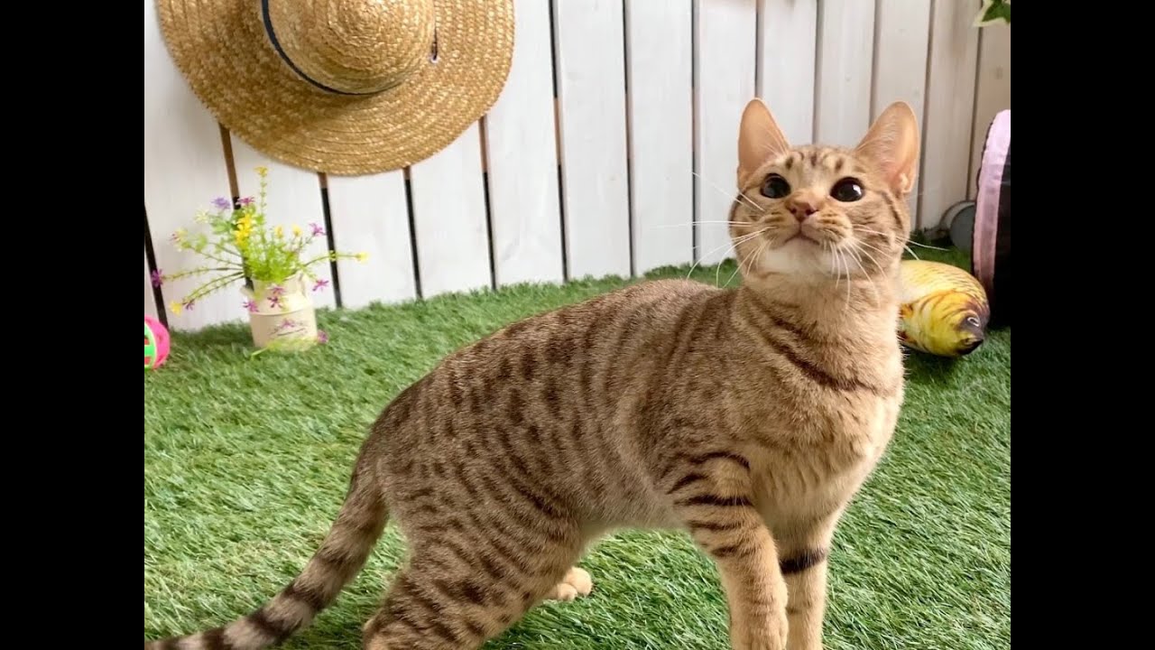 【ナナハチ’s ROOM】オシキャット☆チョコレートスポッテッドの女の子②