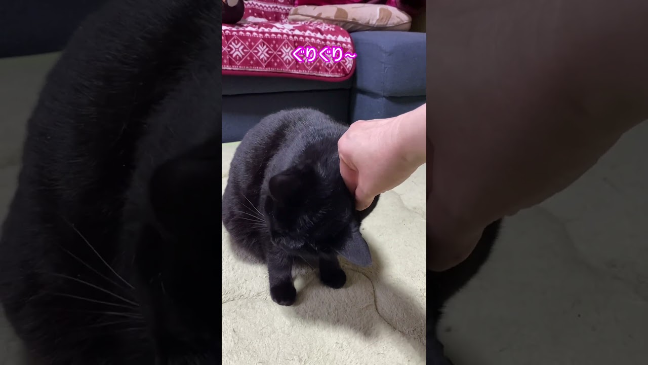 #Shorts　飼い主に力強くグリグリする甘えん坊の黒猫　№453