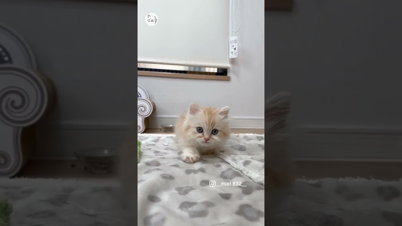 マンチカン子猫「mielくん」🐈進もうかやめとこうか考え中…衝撃の可愛さをお届け！ I'm thinking about moving forward or not！ #猫王国 #マンチカン子猫