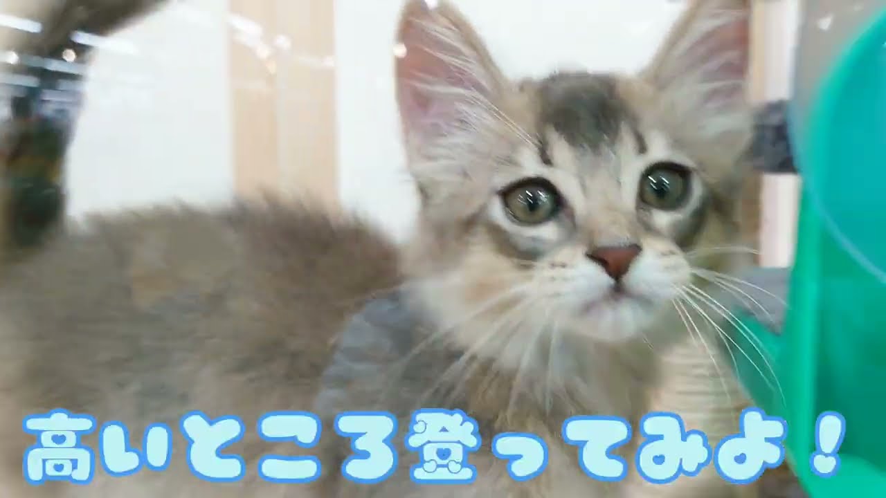 【ソマリ】お部屋にて