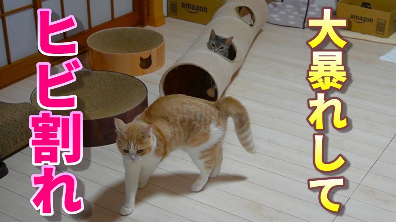 おてんば猫が大暴れして割ってしまいました【スコティッシュフォールド】【アビシニアン】