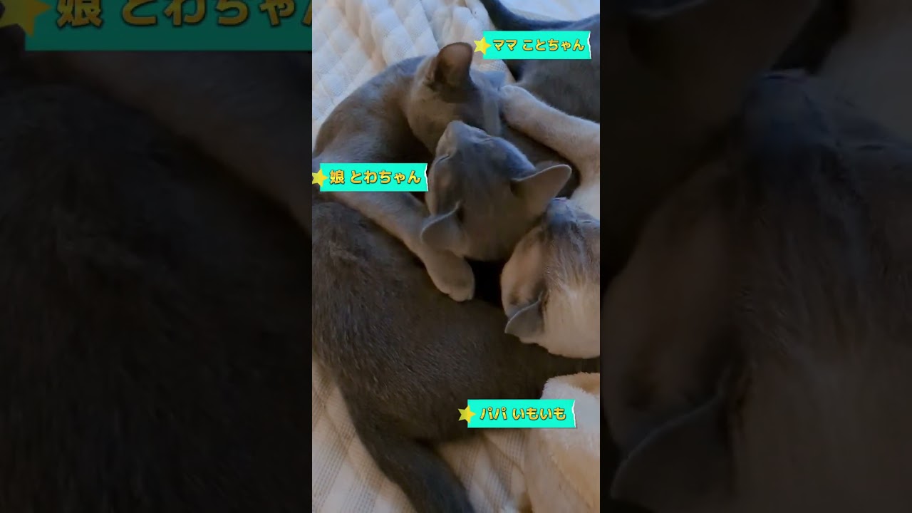 娘を枕にしてる❓💗🐈‍⬛💗  #ロシアンブルー #russianblue #子猫