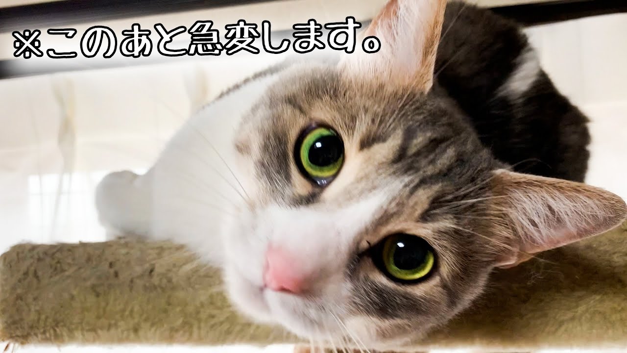 大暴れ遊びしていたねこがうにゃうにゃ鳴いてしまう理由とは……。