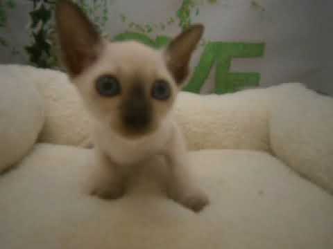 635219 トンキニーズ