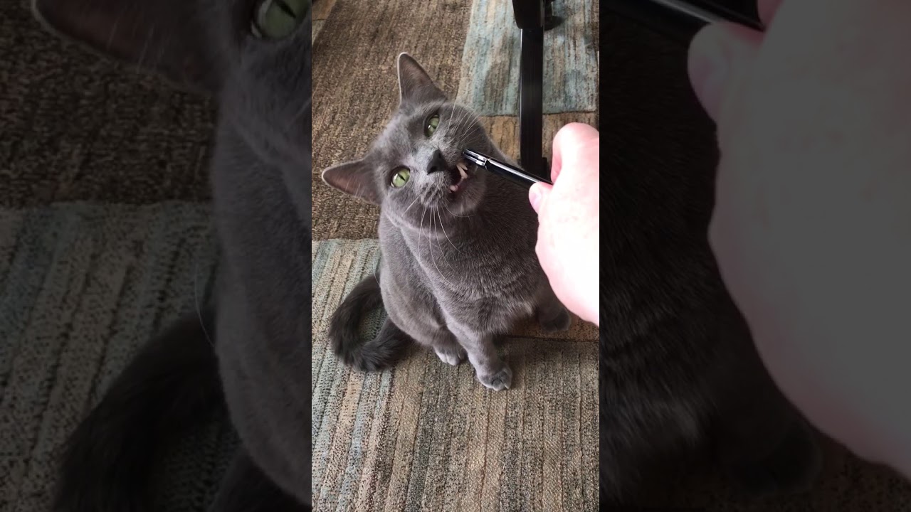 Hortons alarmingly fierce teeth