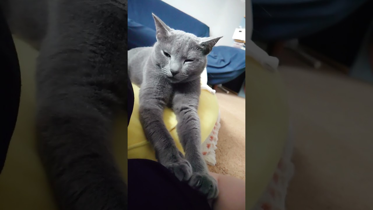 【猫動画】ずっとふみふみしてたら疲れてしまったロシアンブルー【russianbule】#shorts　The Russian blue got tired after fumbling