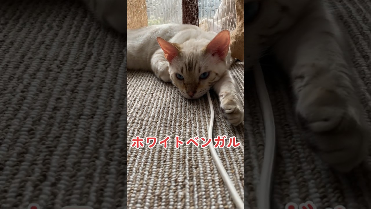 【子猫動画】ホワイトベンガル　生後4ヶ月半！　アイドル 　ベンガル猫　ネコ　ねこ　ゴロゴロ　#cat #bengalcat #ベンガル #ベンガル猫 #bengal #子猫 #ベンガル子猫 #猫