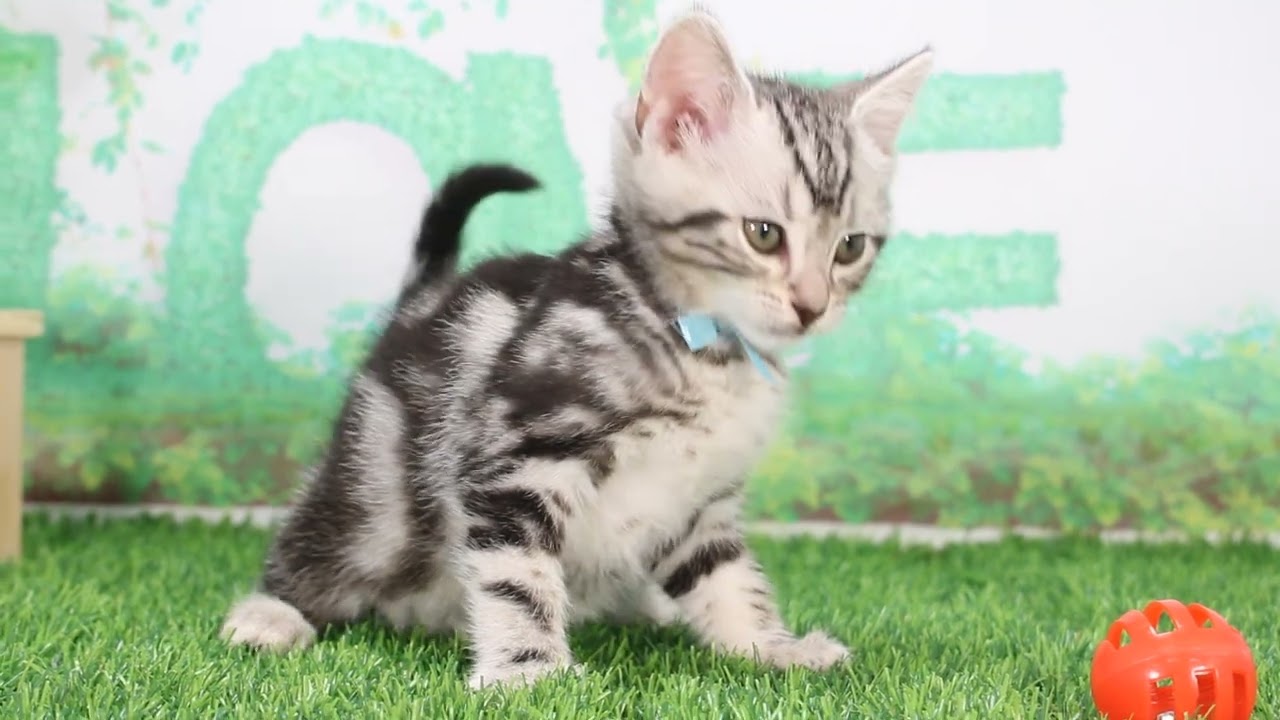 Coo&RIKU　No634415　アメリカンショートヘアー