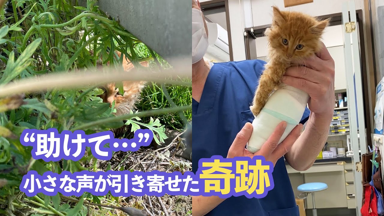 保護された子猫が起こした奇跡｜PECO