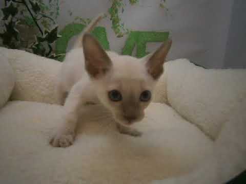 635220 トンキニーズ