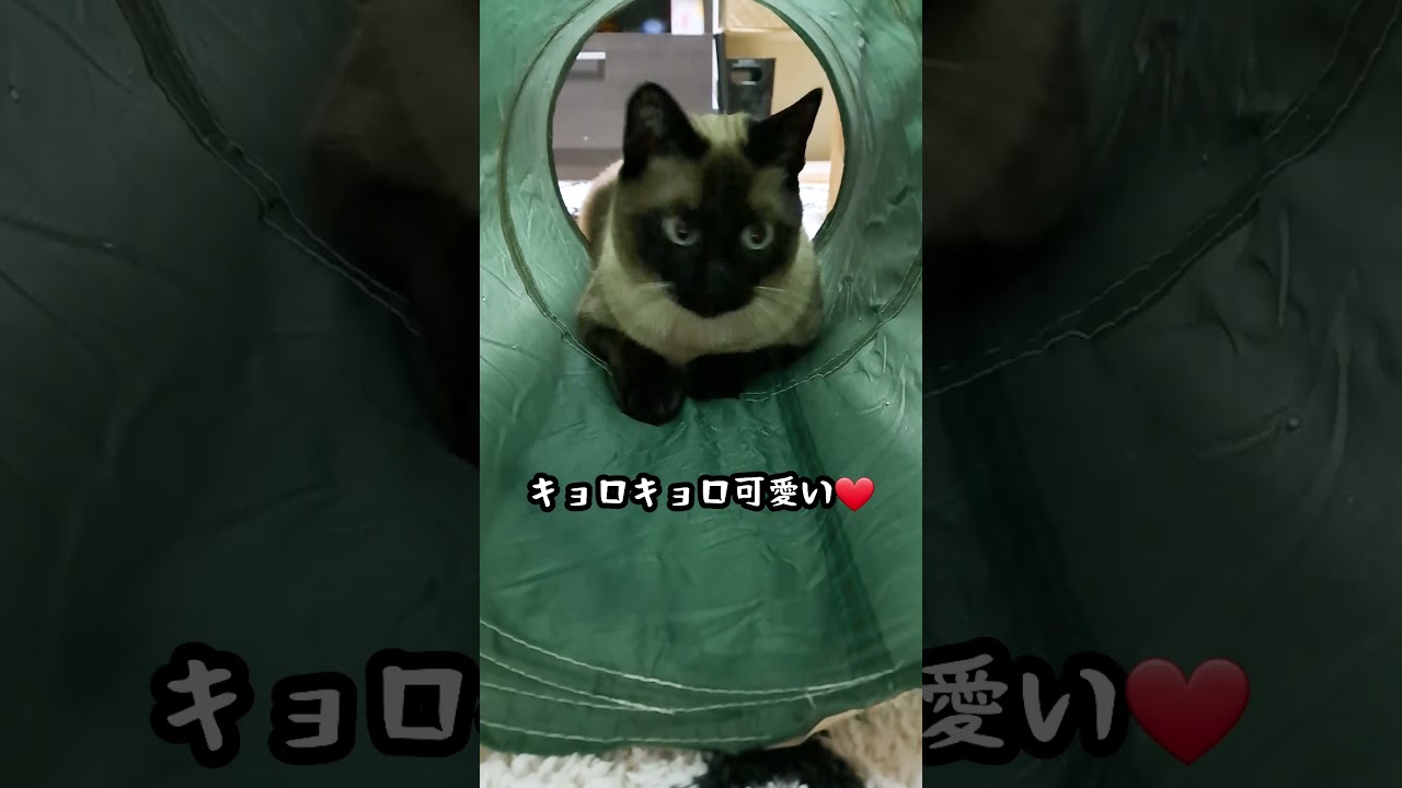 【猫】大好きな遊び🐱#猫 #シャム猫ミックス #shorts