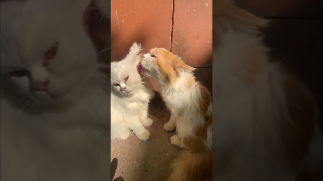 Bunny likes to lick Max.. #cats #catsshorts #smokie #cute #catsvideos #funnycats #cutecats #funny...