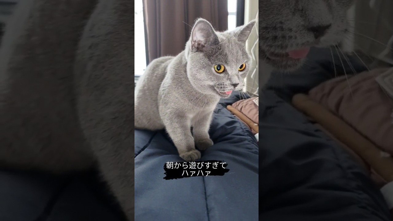 朝から遊びすぎて呼吸が激しい猫のシャルトリュー