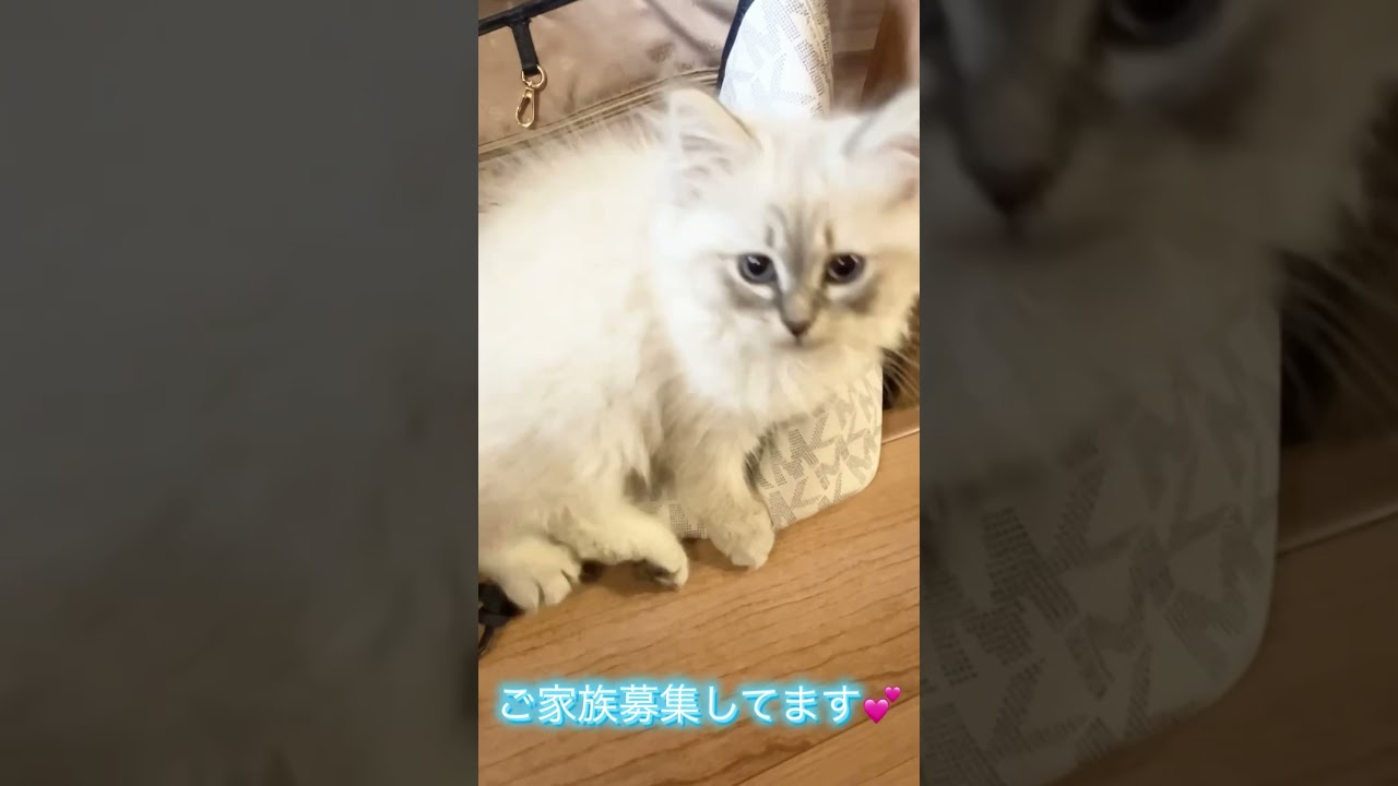 ネヴァマスカレード子猫💕ご家族募集中 #サイベリアン #ネヴァマスカレード #サイベリアン子猫
