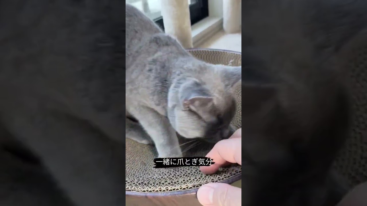 朝は一緒に爪とぎする猫
