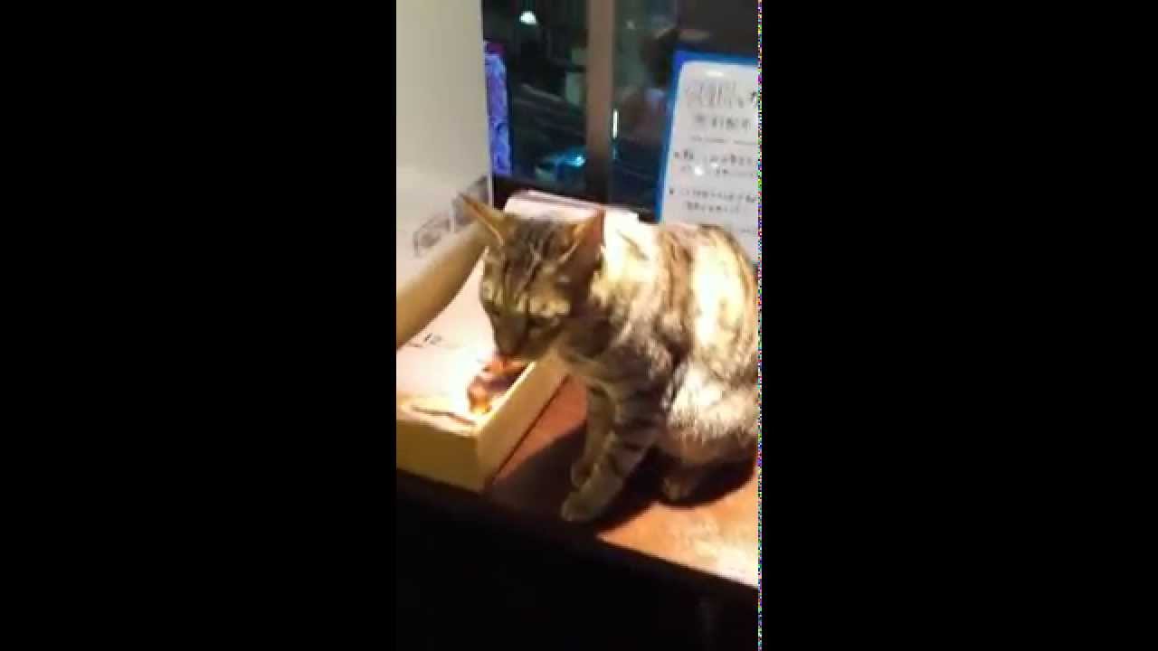 人見知りな猫　A shyness cat