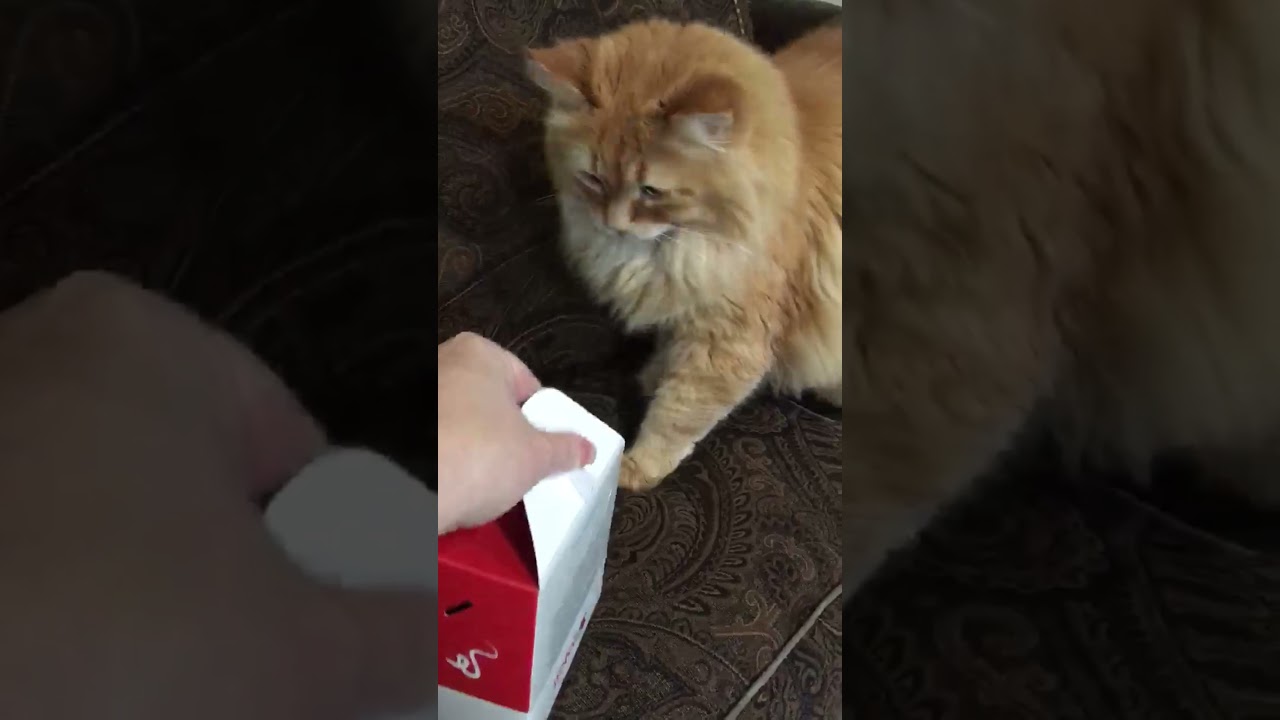 Curious Kitten “What’s in the Box?” #shorts #manxcat