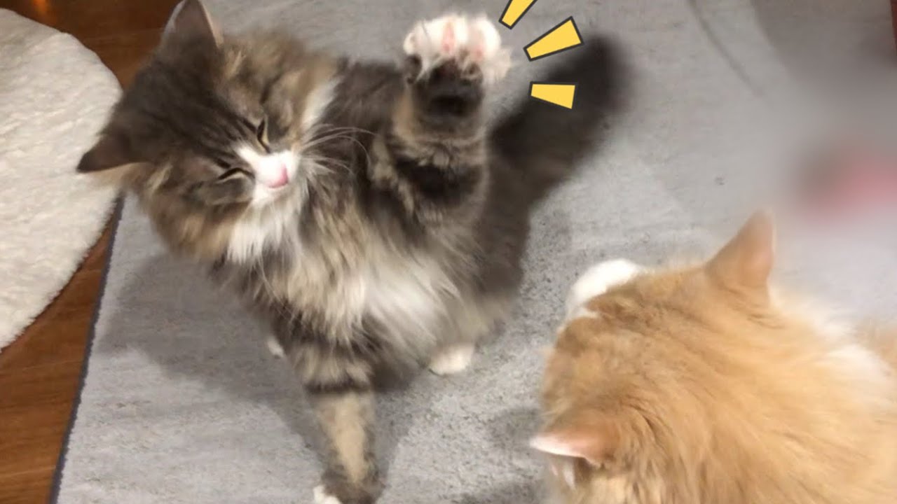 【全員登場♪】個性豊かな、もふ猫たちの日常❤︎ ターキッシュアンゴラとノルウェージャンフォレストキャット