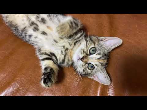 スコティッシュフォールド 子猫