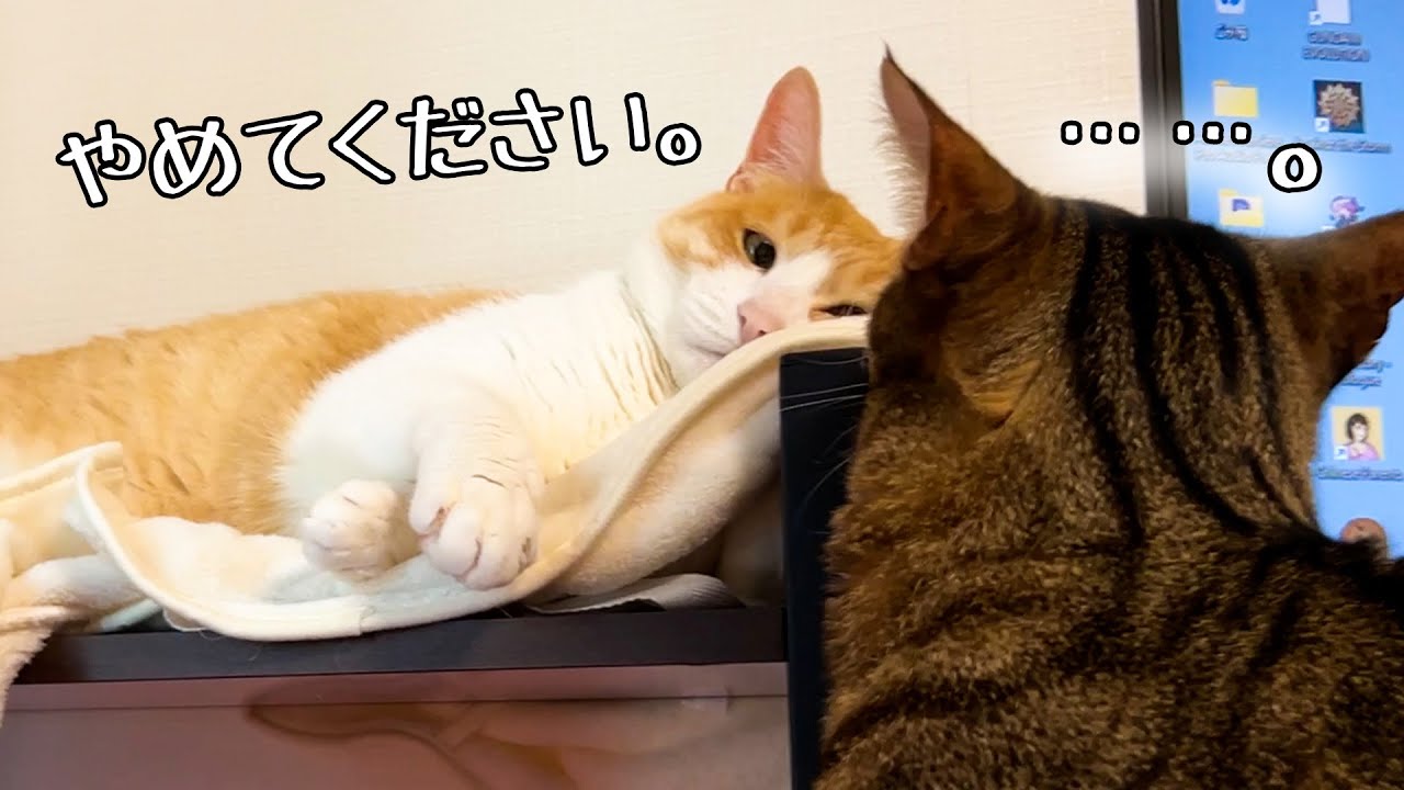 あんよがはみ出てどうしようもないねことはみ出すことが許せんねこ。