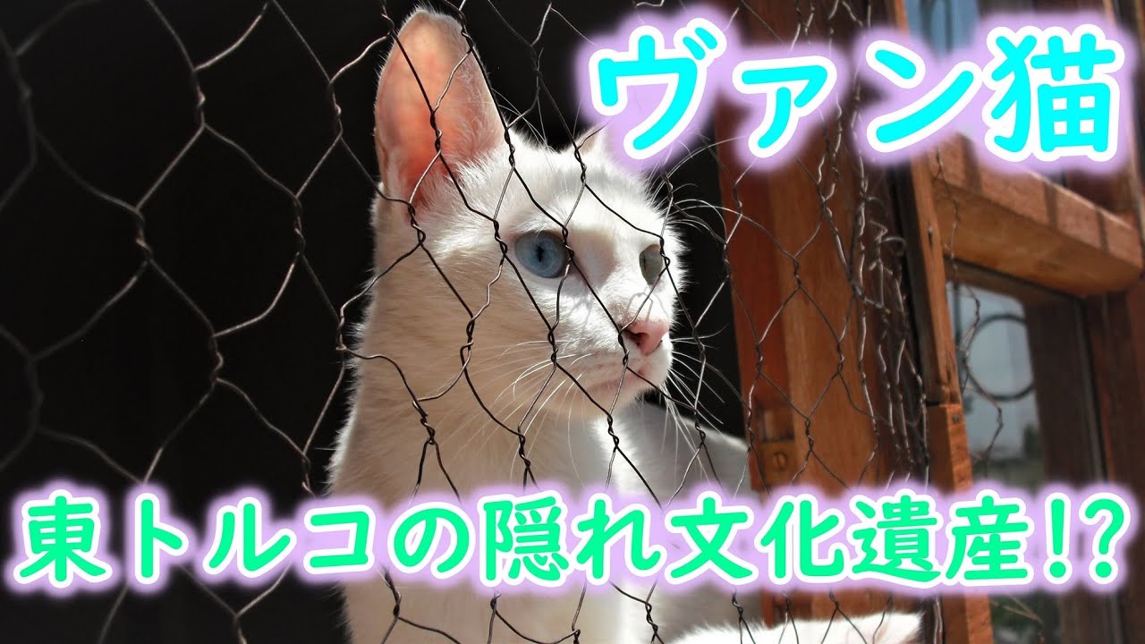 トルコのヴァン猫ｰVan cats(Türkiye)-