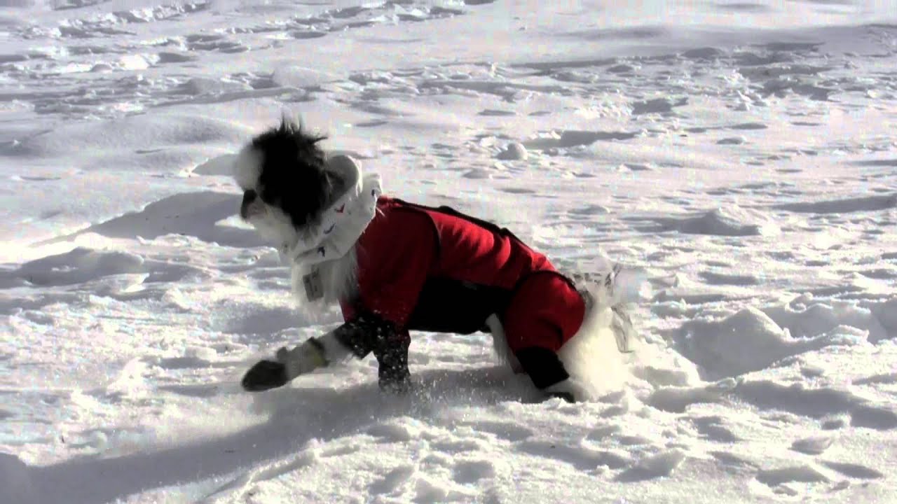 入笠山でワンコ連れスノーシュー