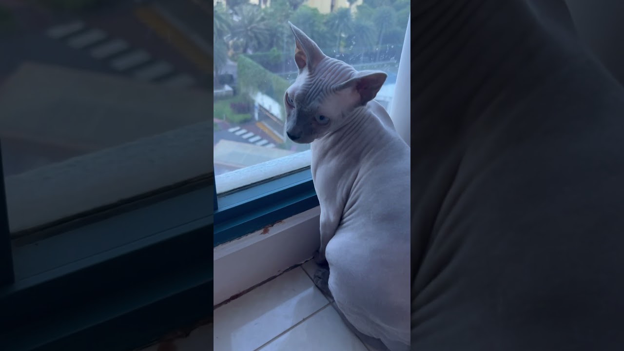 毛のない猫の食後の日課【スフィンクス猫】